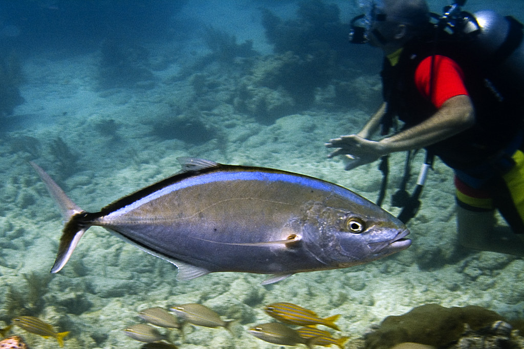 04202007 molasses reef fish 07 Todd Reimer Flickr