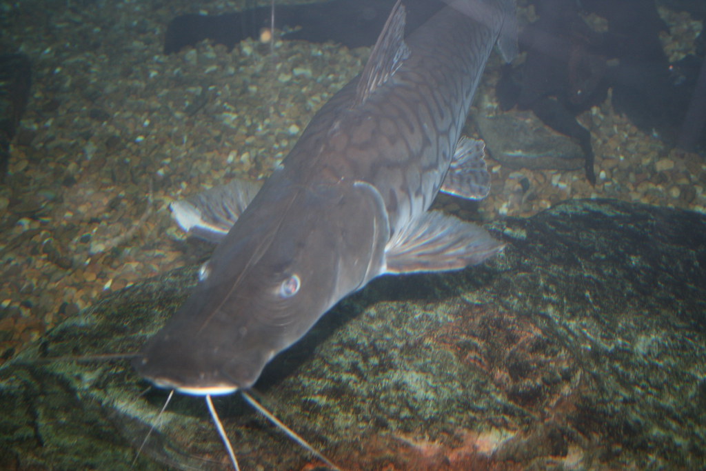 Dallas World Aquarium Tiger Shovelnose Catfish (Pseudoplat… Flickr