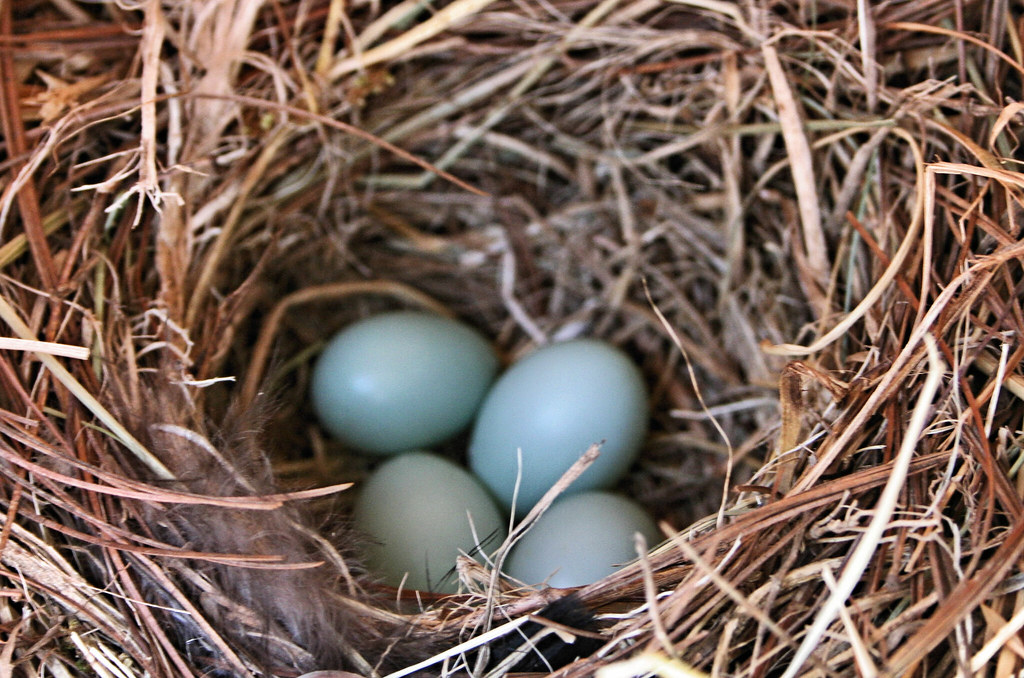 Eastern blue bird egg's Blue bird eggs in one of our bird … Flickr