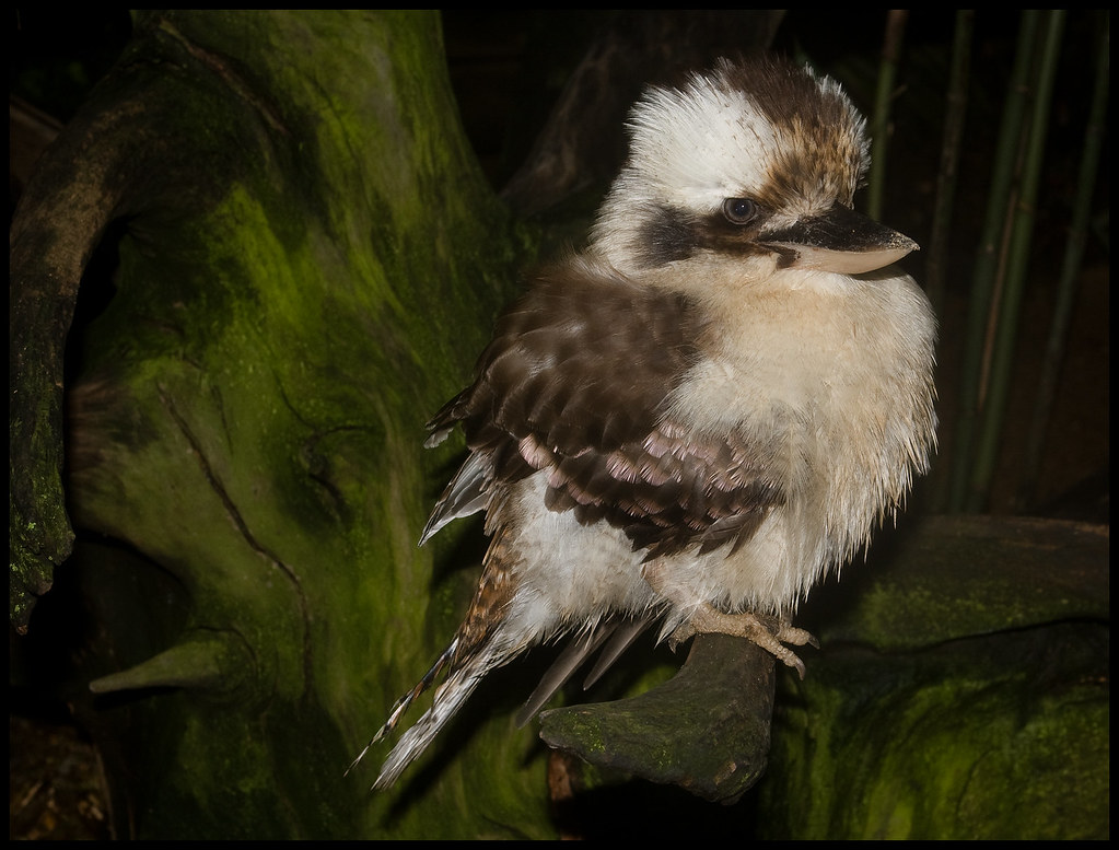 Kookaburra Injured at Australia Zoo06+ Kookaburra Injured… Flickr