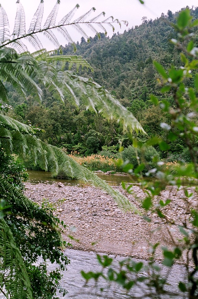 River Through the Ferns Hella Delicious Flickr