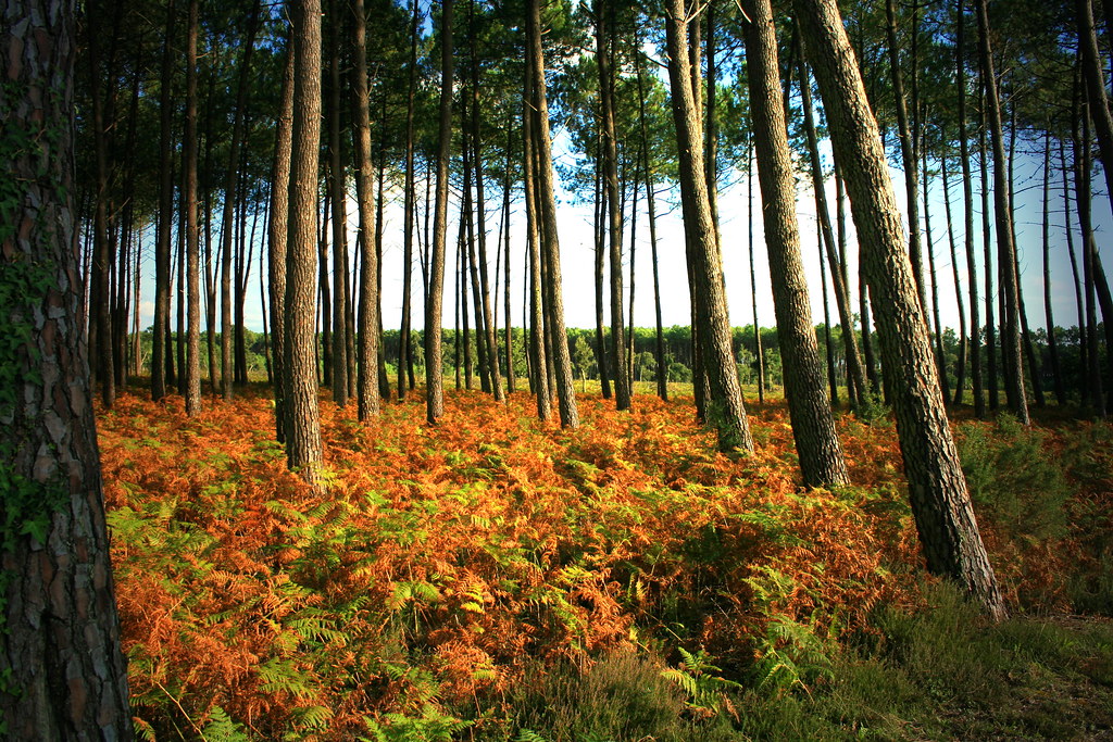Foret la forêt des landes, ses pins et ses fougères... Lionel