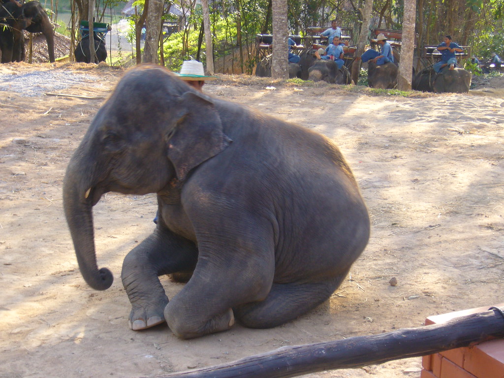 Elephant Sitting down Ben Ho Flickr