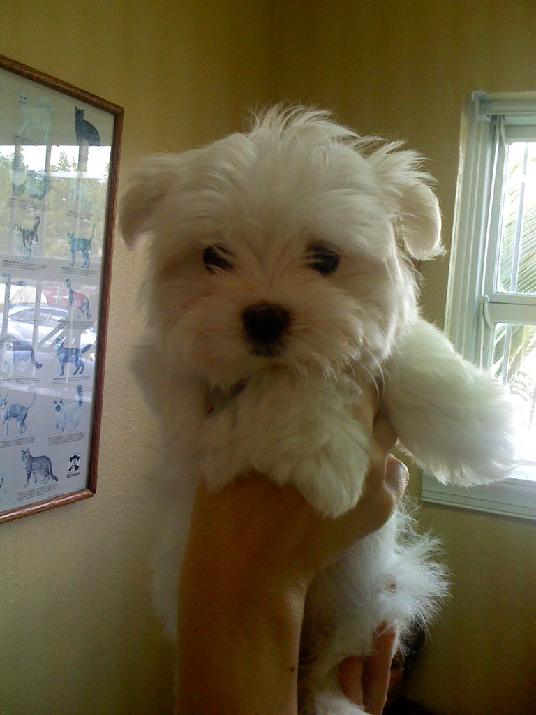 Bichon Frise Poodle Mix Weight+Growth Chart 2021 How