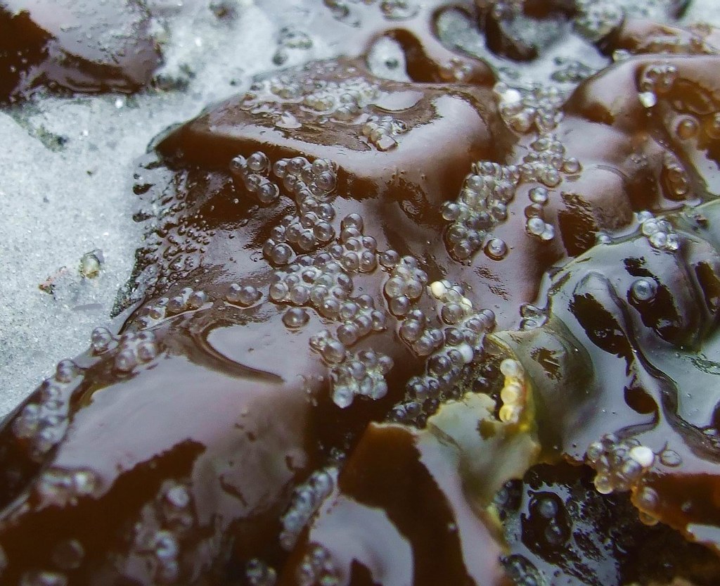 Herring roe on kelp near French Creek Marina, French Creek… Flickr