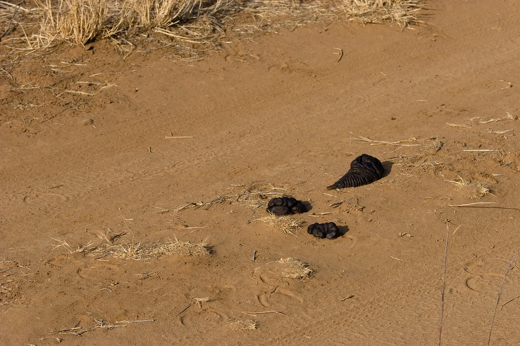 Zebra Poop RVLTN 12 3 Flickr