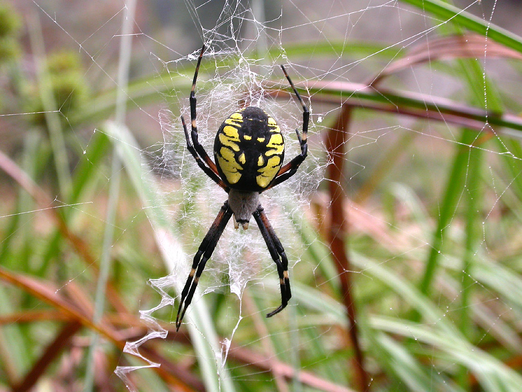 Golden Garden Spider The garden spiders very active… Flickr