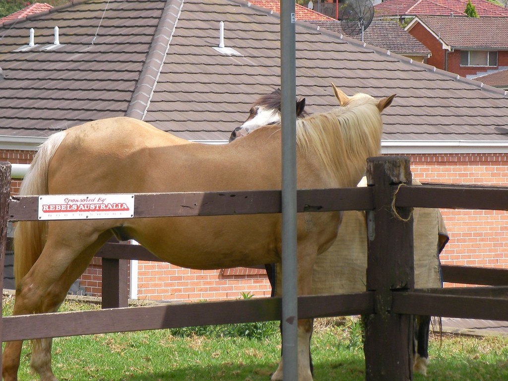 Omar and TJ — Grooming These two really are lovely. They s… Flickr