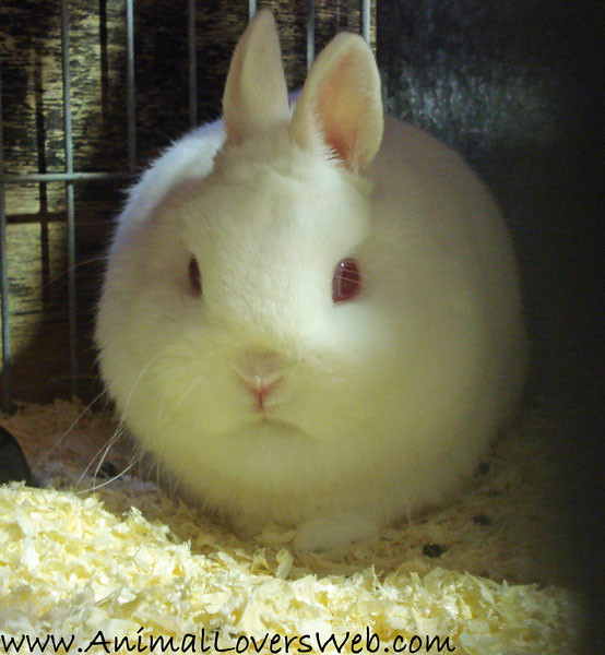 Netherland Dwarf Rabbit A Rabbit from the Bradford Small A… Flickr