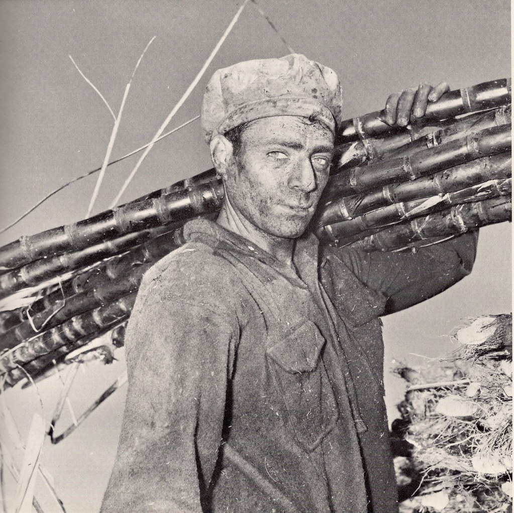 Cane Cutter, Far North Queensland 1960s a photo on Flickriver