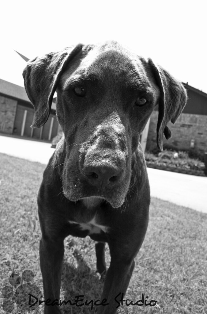 211480 Adoptable dog at the Sherman Animal Shelter ID