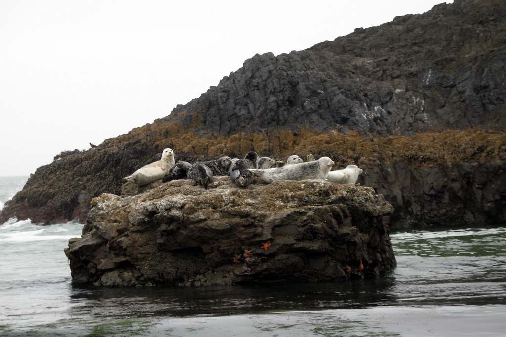 Harbor Seals at Seal Rock Beach Oregon Coast, September 20… Flickr