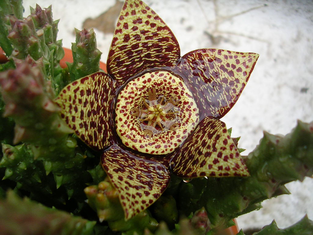la flor del sapo (orbea variegata) Gabriela Boiero Flickr