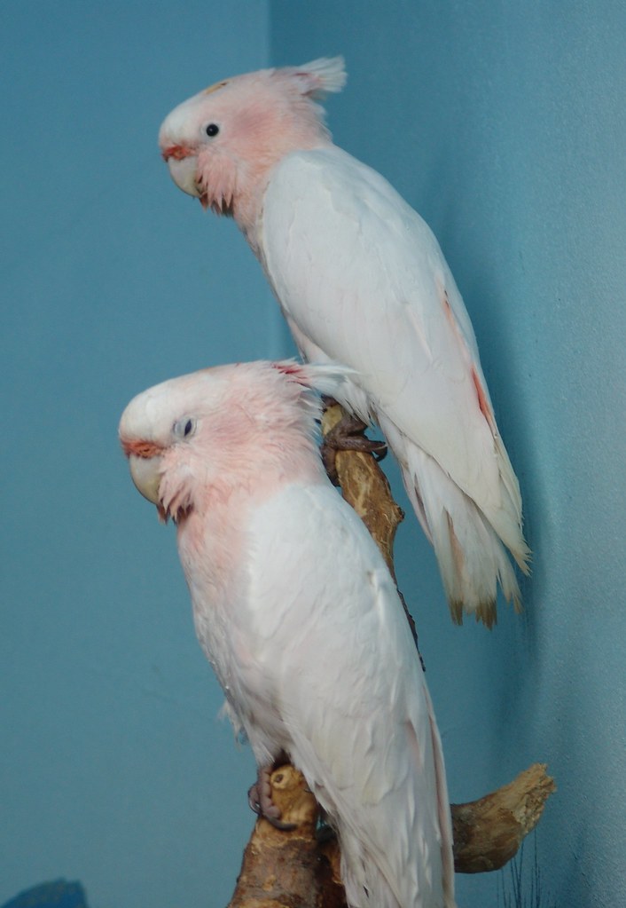 Leadbeater's Cockatoo {cacatua leadbeateri} Denver Zoo Drew Avery Flickr
