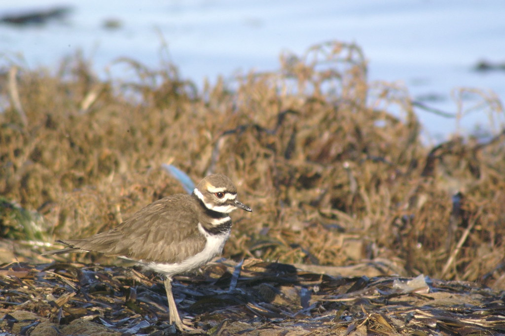 Precocial Bird The Killdeer lays its eggs on the ground an… Flickr