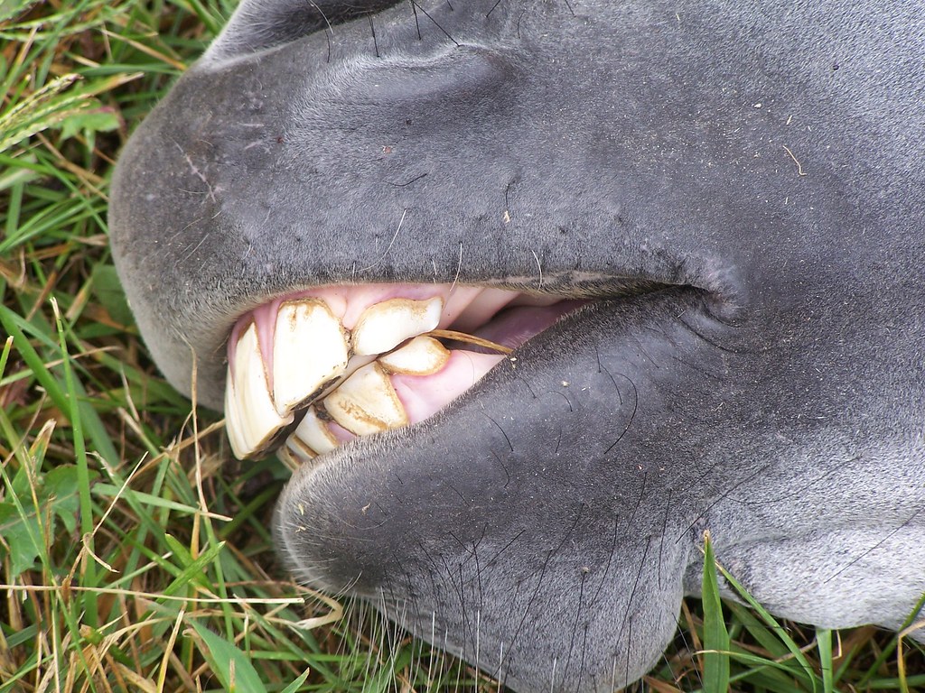 parrot mouth horse exhibiting parrot mouth jreed1ag_girl Flickr