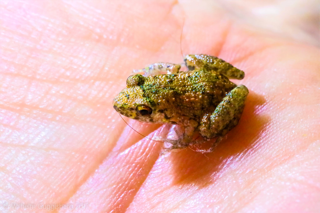Eleutherodactylus planirostris (Greenhouse Frog) a photo on Flickriver