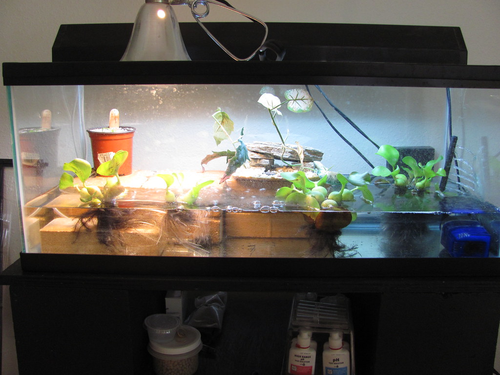 Bullfrog tank with plants My tank set up for my bullfrog. … Flickr