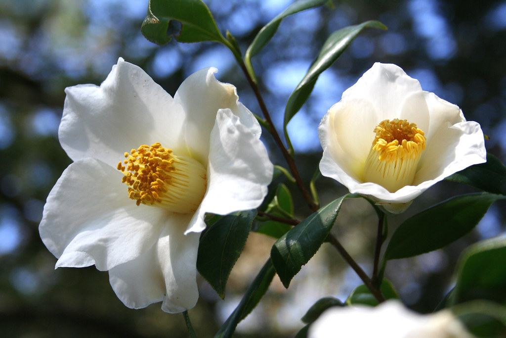 whiteflower flowers blooming in december... russell Flickr