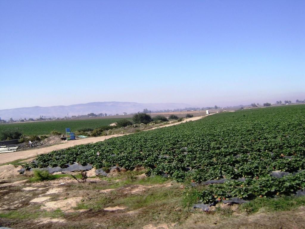 Strawberry Farms of Santa Maria, CA 2007 (11) Herb Flickr