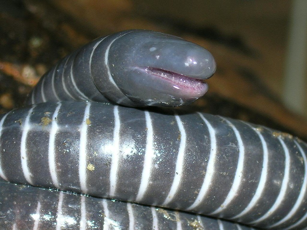 caecilian note the teeth1 It's not a worm. It's not a snak… Flickr
