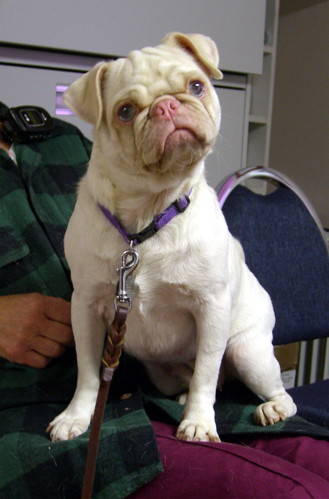 pink pug a photo on Flickriver