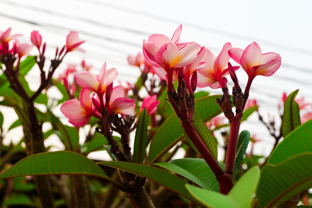 Dok Champa (Plumeria), The National Flower of Laos Flickr