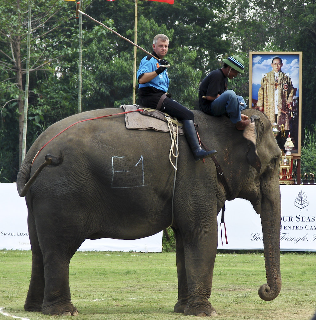 Elephant polo Babak Fakhamzadeh