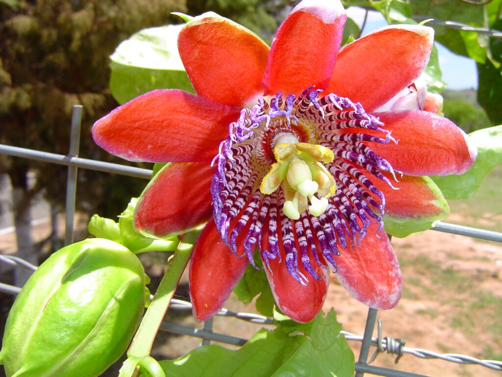 Passionfruit flower A kind of passionfruit flower, one o… Flickr