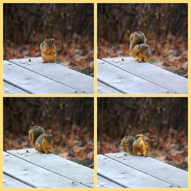 Squirrel Fleas Phydeaux460 Flickr