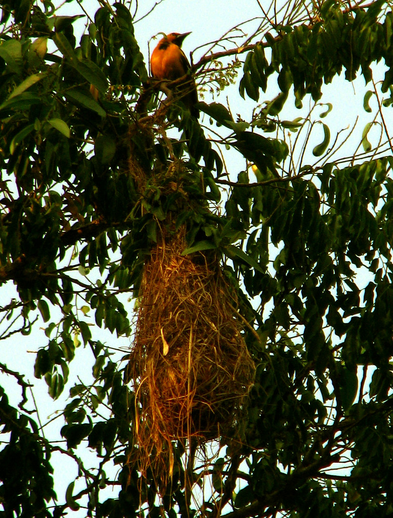 Chiltota Ave canora y pequeña, de color amarillo fuego, co… Flickr