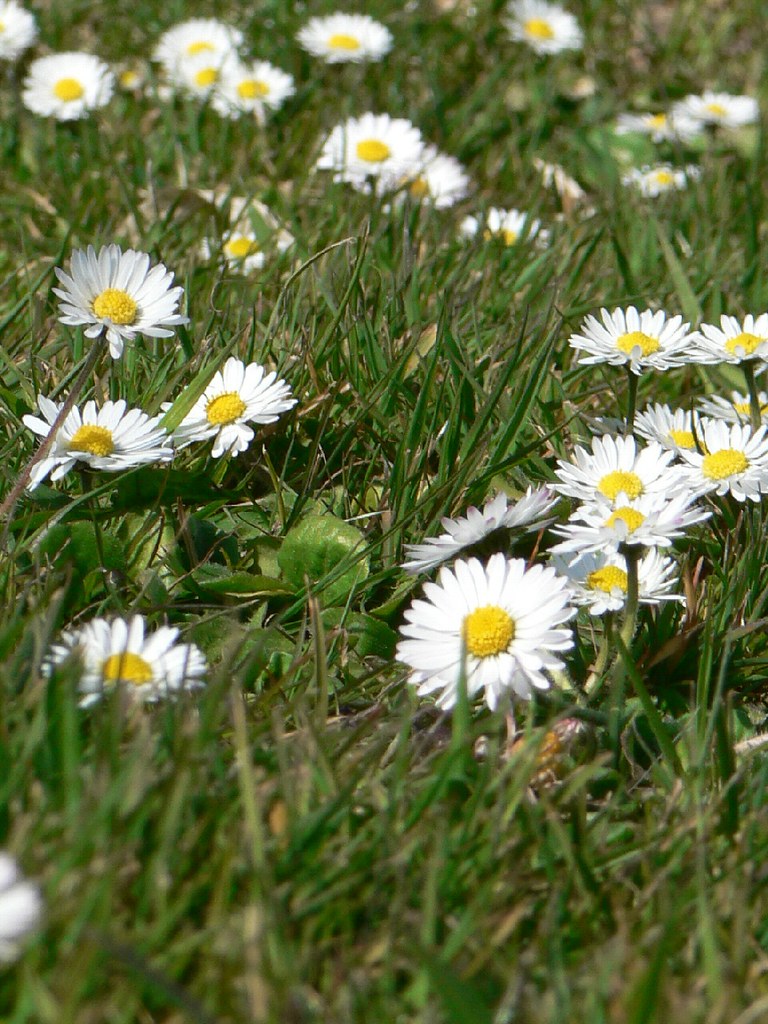 Daisies Daisies Conor Power Flickr