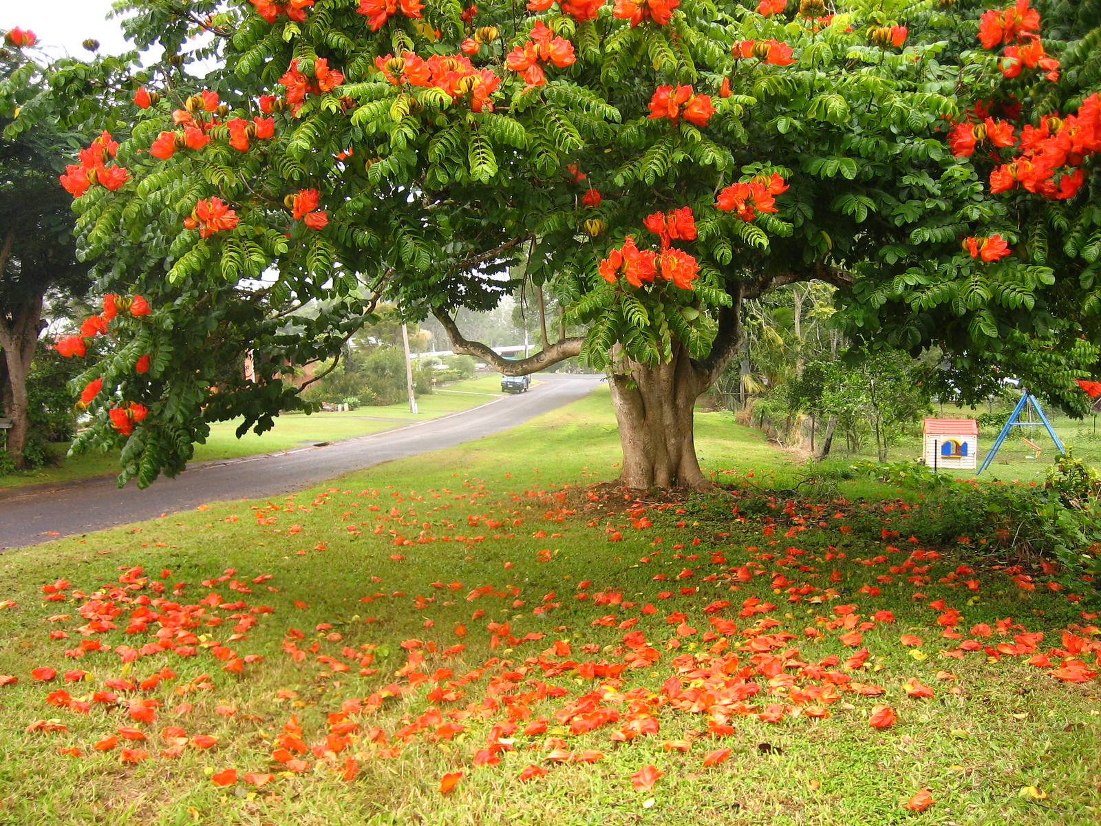 African Flowering trees Flickr