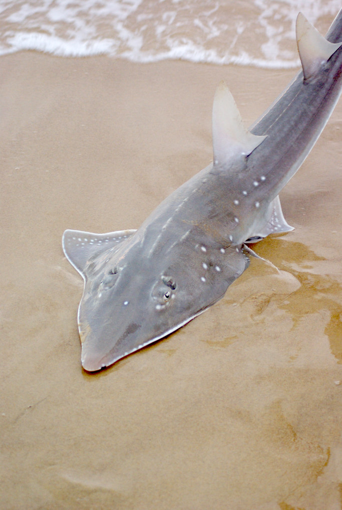 Shovel Nose Ray A shovel nose ray/shark caught from the be… Flickr