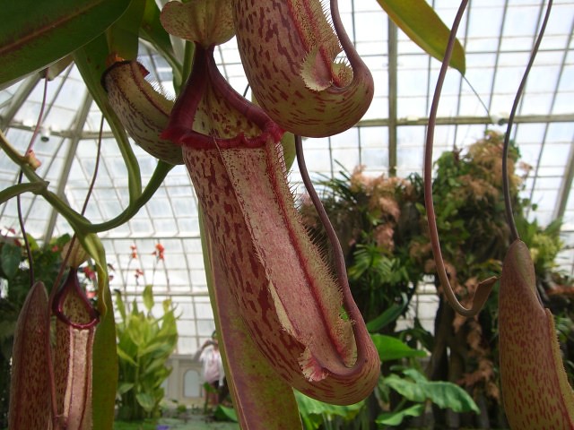 World's Largest Pitcher plants In bloom! Pitcher plant