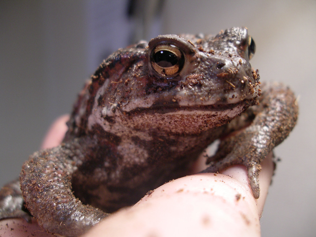 EasternJapanese Common Toad アズマヒキガエル satzue Flickr