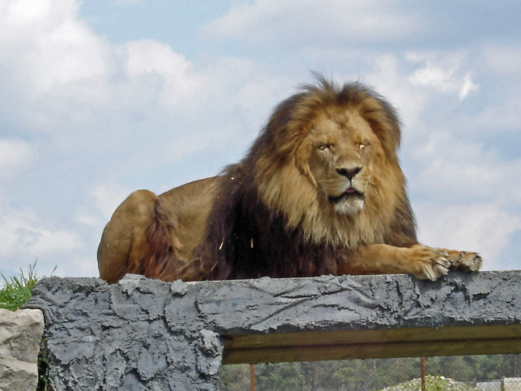 Lionc Property1 Flickr