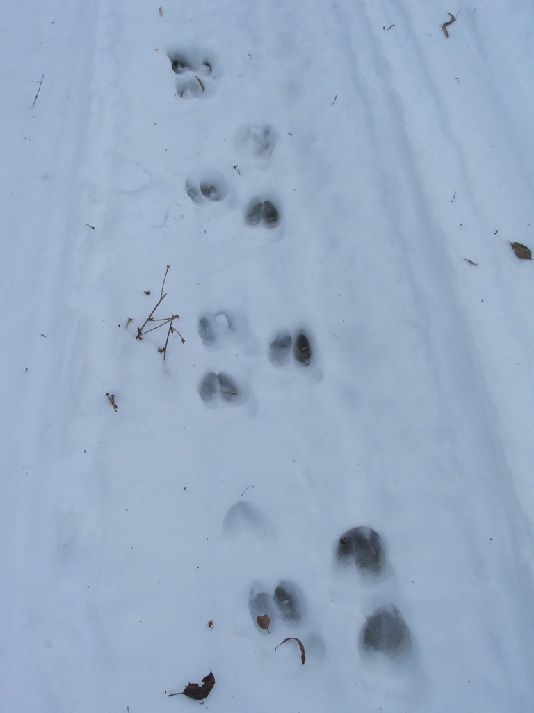 white tail deer tracks brian rusnica Flickr