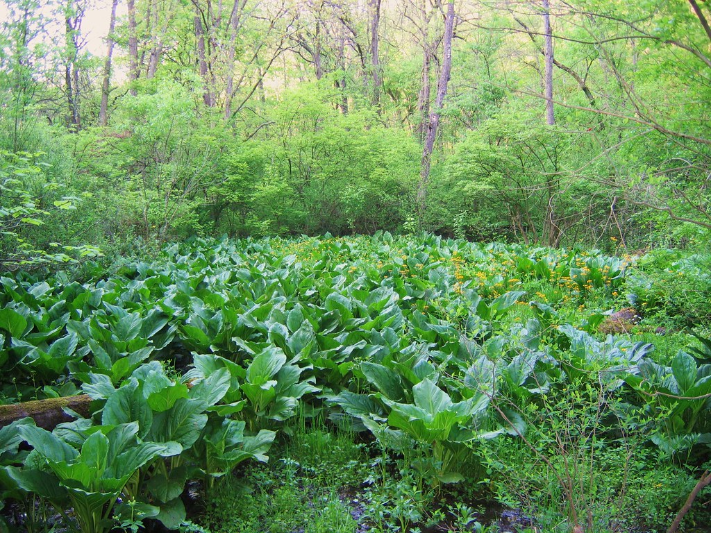 Glen Helen Natural Area Yellow Springs, Ohio a photo on Flickriver