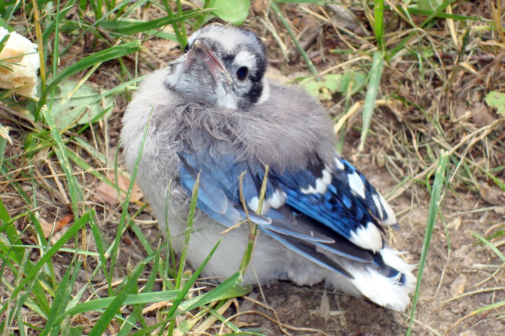 Rescued Baby Blue Jay This little guy started a big scene … Flickr