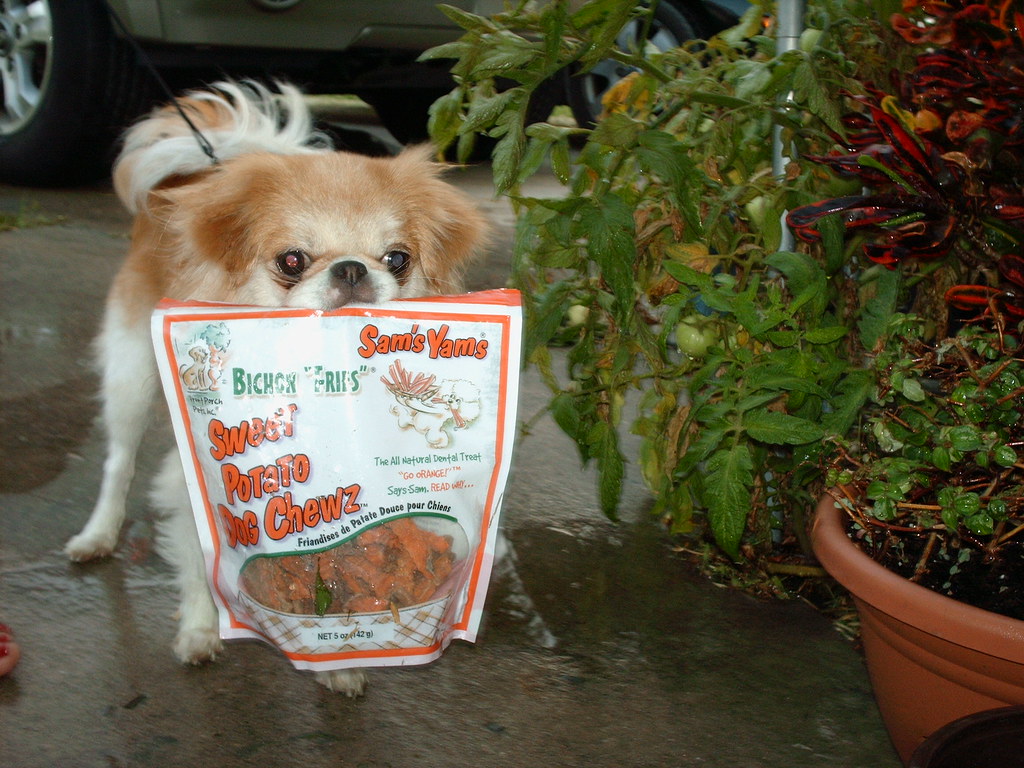 hannah loves sams yams Japanese Chin Mommy