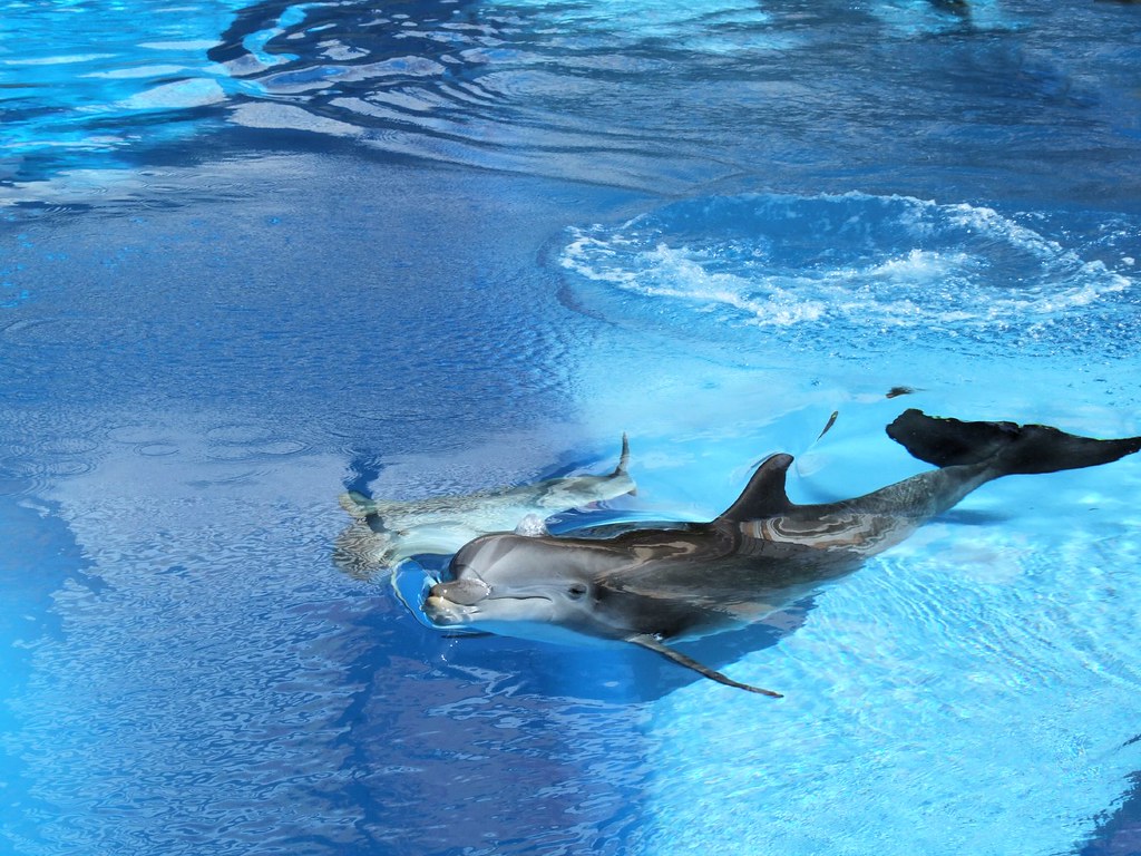 Las Vegas Mirage "Secret Garden" Dolphins 2 Touring all… Flickr