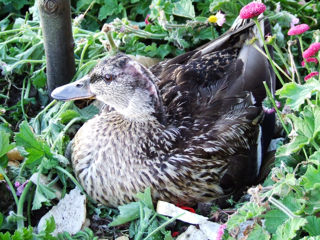 Pregnant 'Duck This duck had been sitting on eggs all week… Flickr