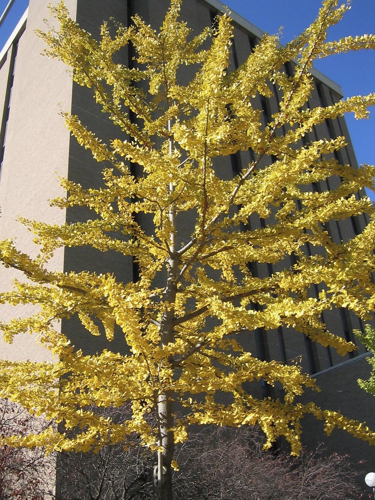 Ginkgo Tree beautifulcataya Flickr