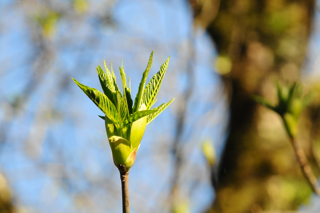 Budding Oak tree Chris Willis Flickr
