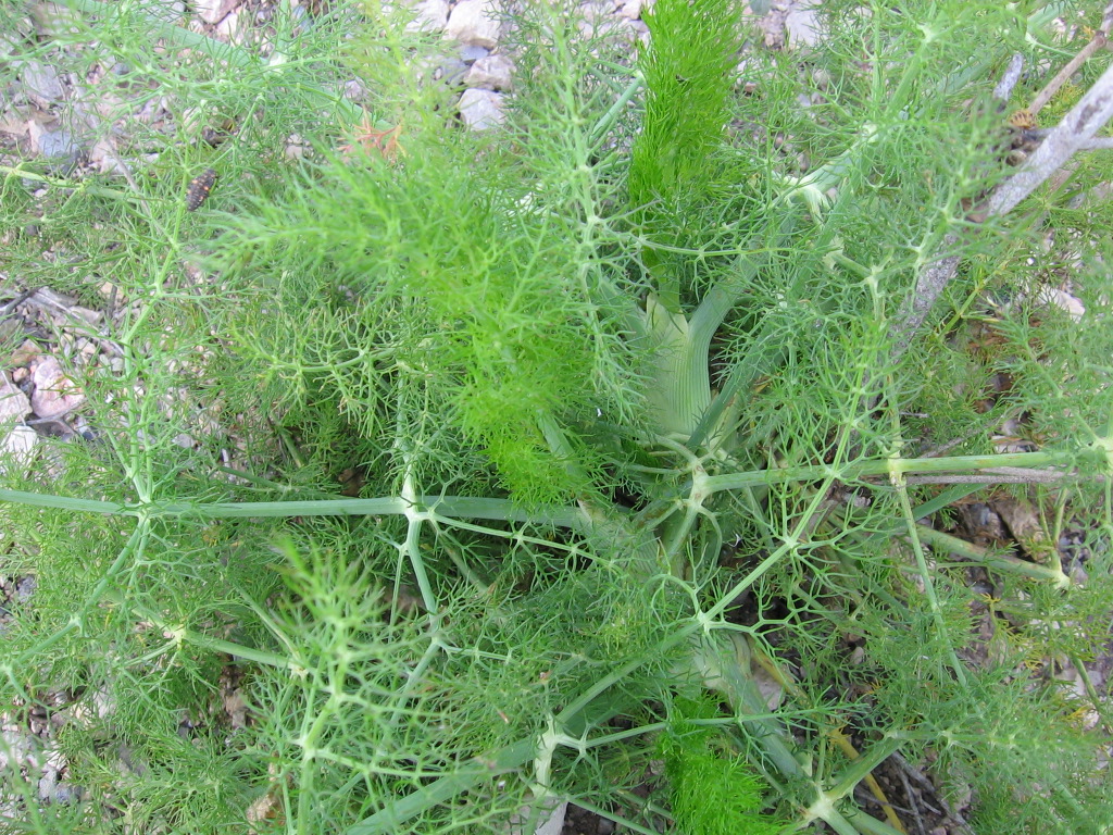 Foeneculum vulgare Common fennel (arab. shumar). An anis f… Flickr