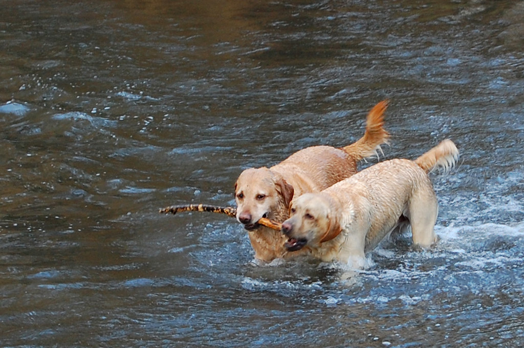 Golden retrievers playing fetch 2 These dogs were having a… Flickr