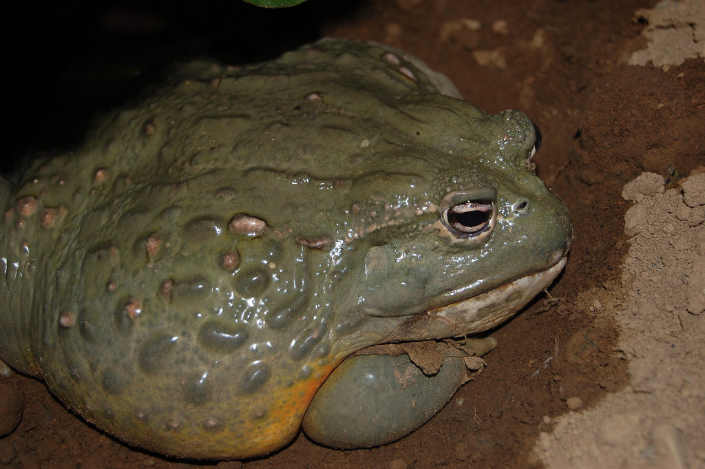 Fat Frog Herbs and Food Recipes