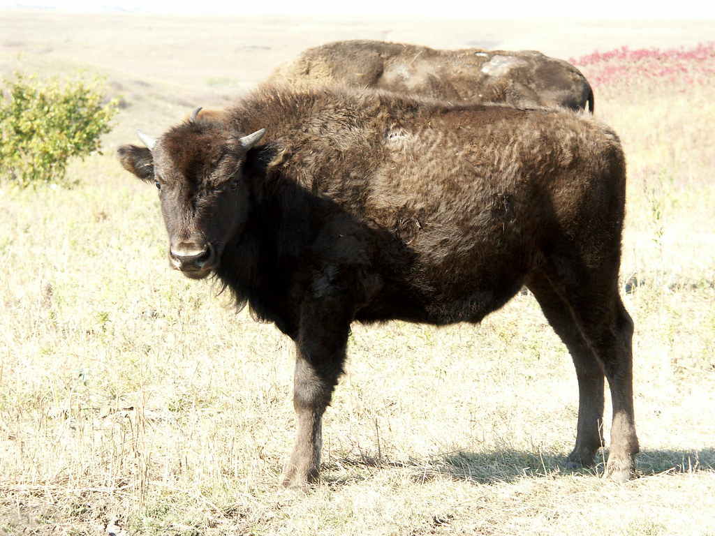Bison Konza Prairie Manhattan KS 2007 pict0038.E2… zadalew