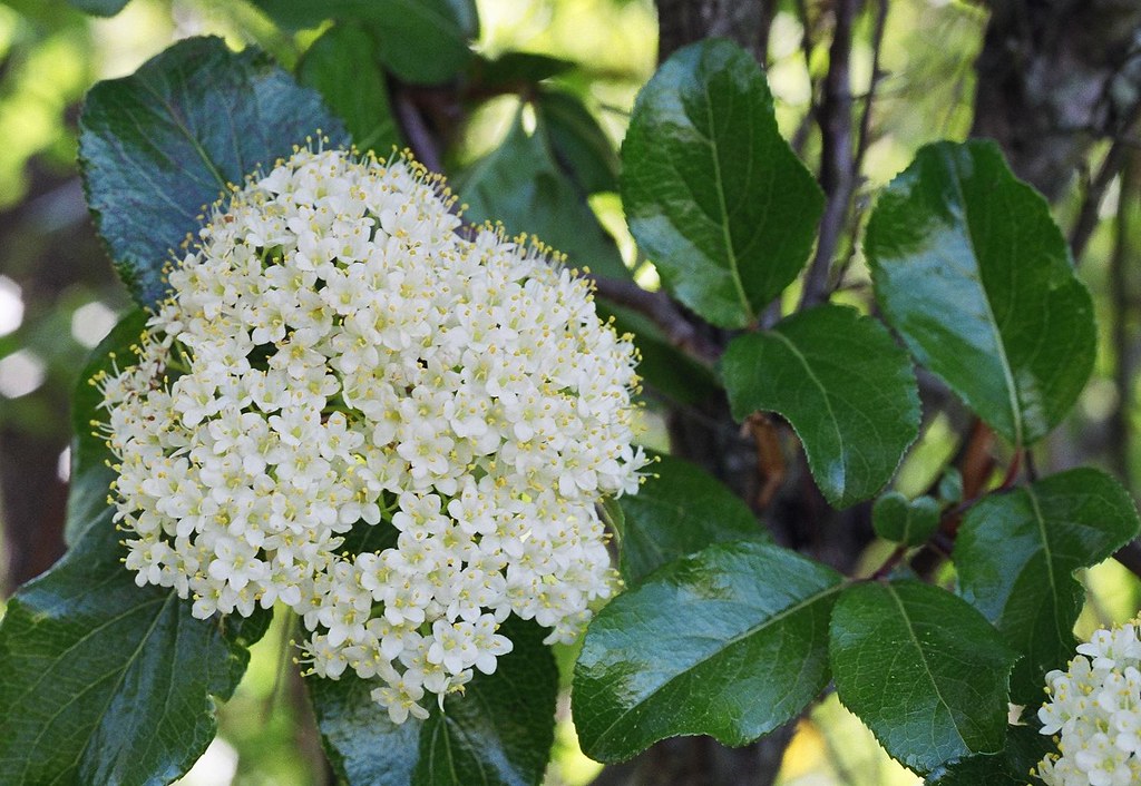 Viburnum rufidulum Rusty blackhaw, Van Zandt County, April… sonnia